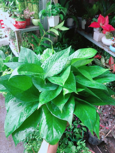 Chậu Trầu Bà Thái Thuỷ Sinh