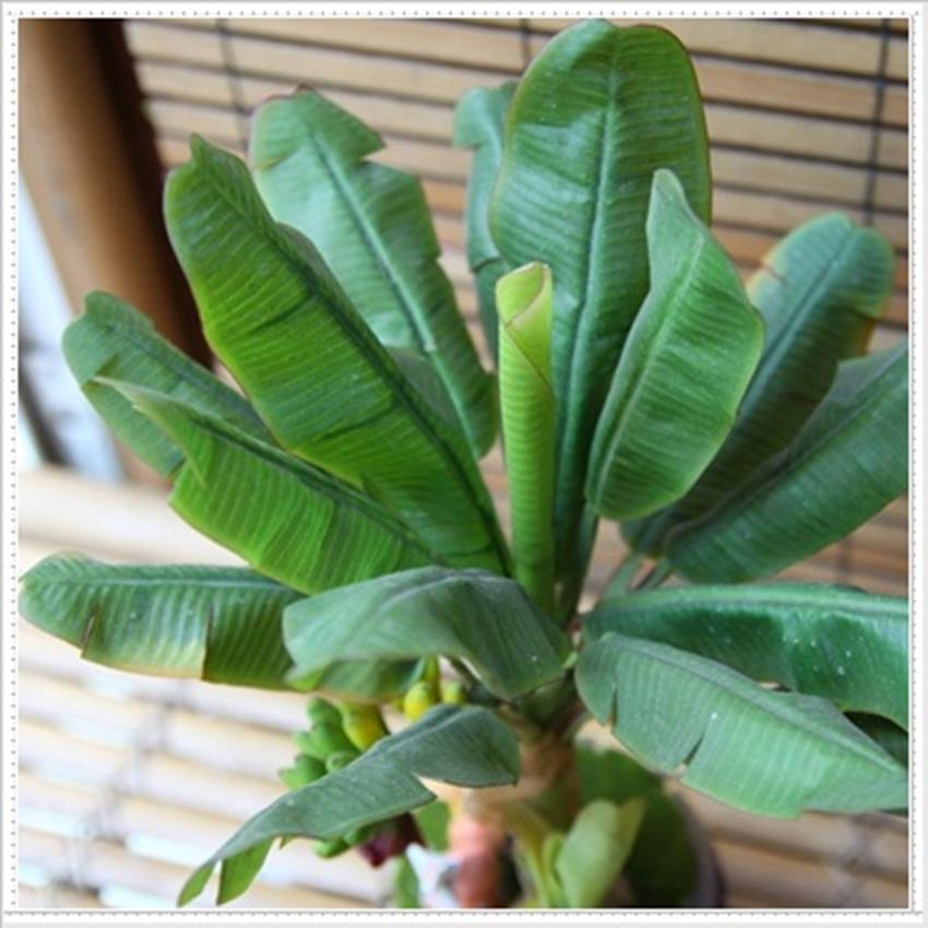 Hạt giống Chuối cảnh - Giống sai quả