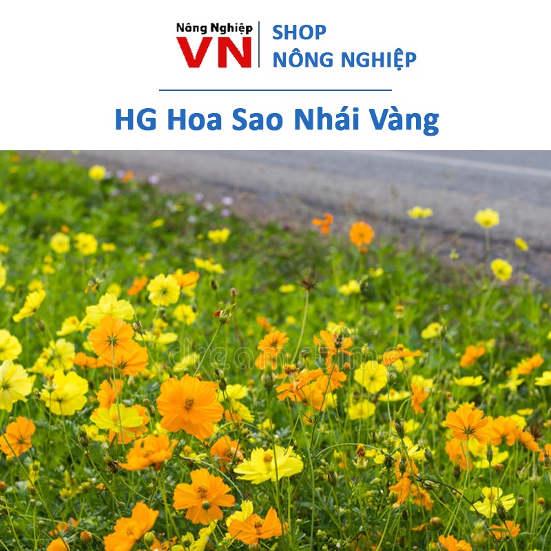 Hạt giống hoa sao nhái cánh bướm vàng đơn 100h