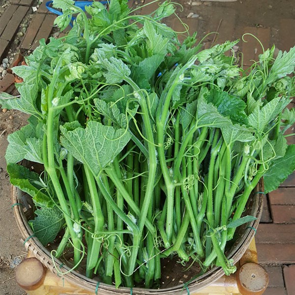 [Seeds] Hạt giống Bí Siêu Đọt và bông, đóng gói 10gr