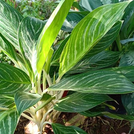 cây bạch mã hoàng tử