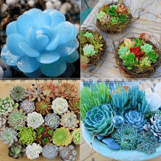 MA179 Gói 20 hạt giống sen đá mix màu