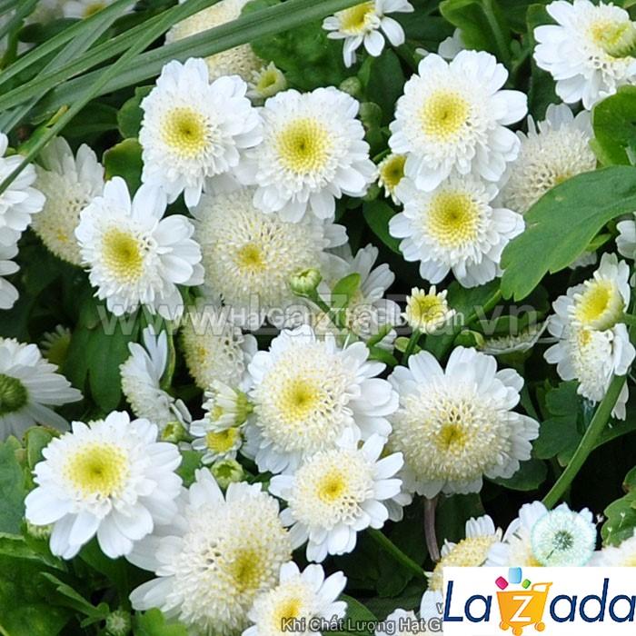 0.1GR 700.HAT Hạt Giống Cúc Tana Lùn Kép Cuộn Star (KD| -KD: B25*V74*M232)