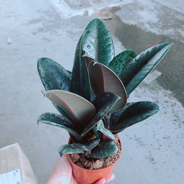Chậu cây đa búp đỏ