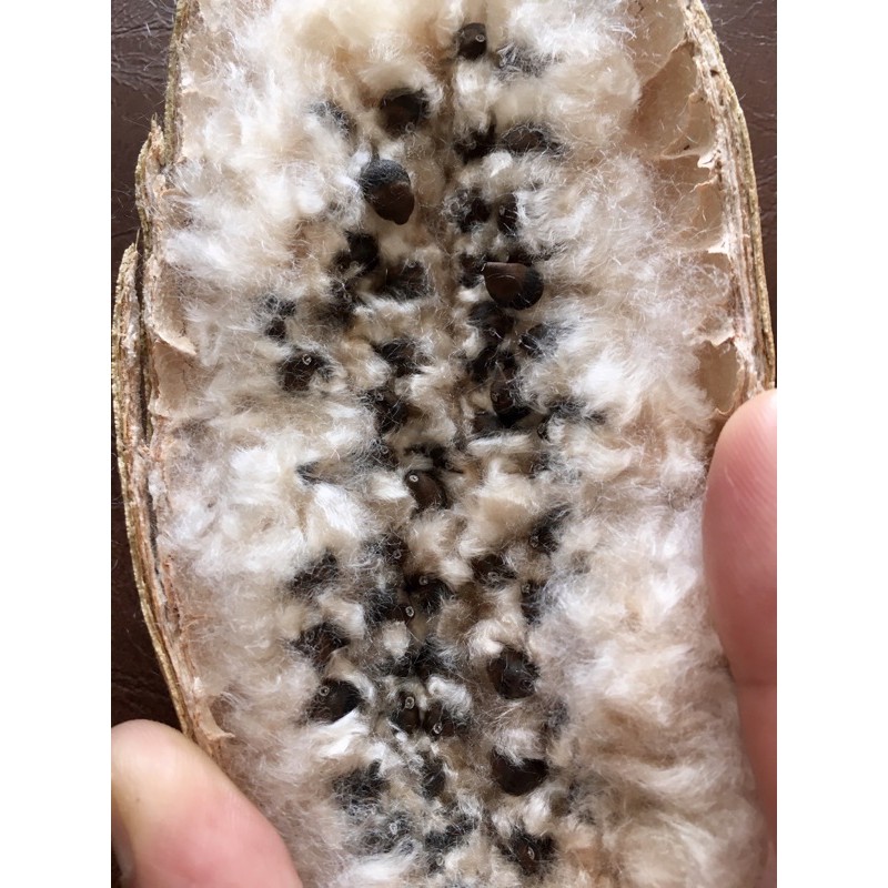 Hạt giống cây bông gòn (gạo xanh) - 100gram