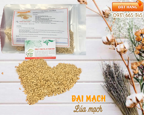 Lúa Mạch Đại Mạch 100g Khô Hàng Cty - Thảo Dược Thanh Bình