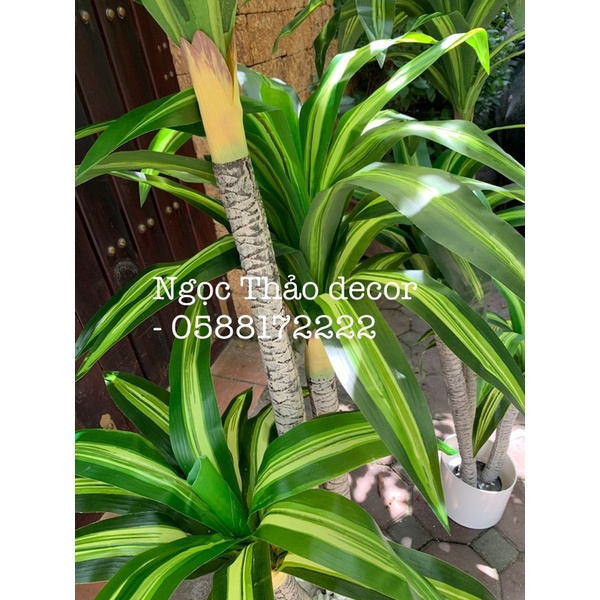 cây giả _ cây phát tài 1m6 _ Ngọc Thảo decor