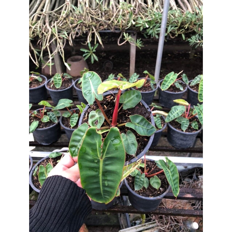 Cây hồng hạc cuống cam - Philodendron Billietiae