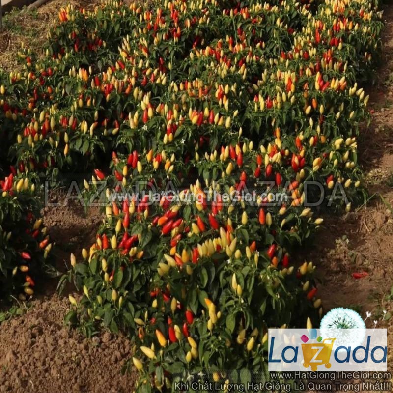 100.hat hạt giống ớt ngũ sắc chỉ thiên tg220
