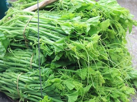 hạt giống bí siêu ngọn nhập khẩu thái lan