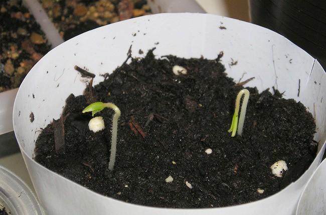Hạt giống cà chua thân gỗ Tamarillo ( 10 hạt/gói )