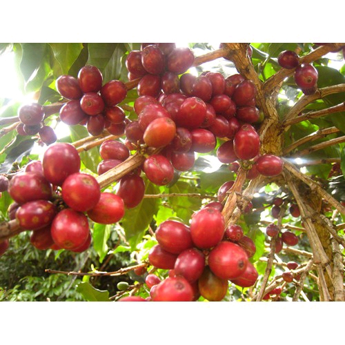 Cà phê hạt.CULI ,RANG MỘC ,Tỉ Lệ, 80% CULI +20% MOKA, RANG XAY 100% NGUYÊN CHẤT