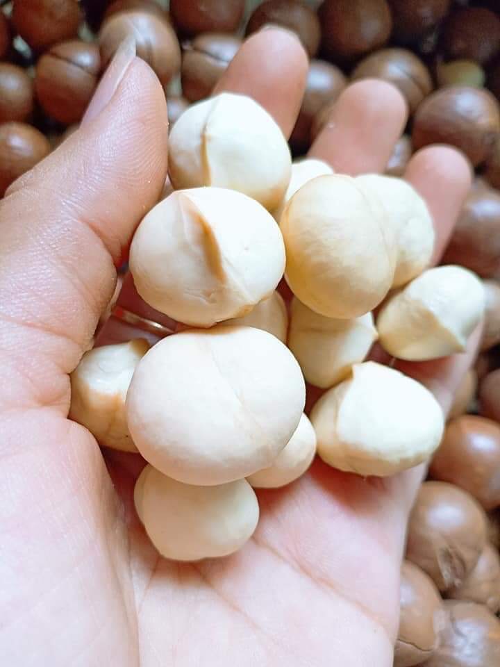 [HCM]500gr Nhân macca Đăk Lăk sấy chín