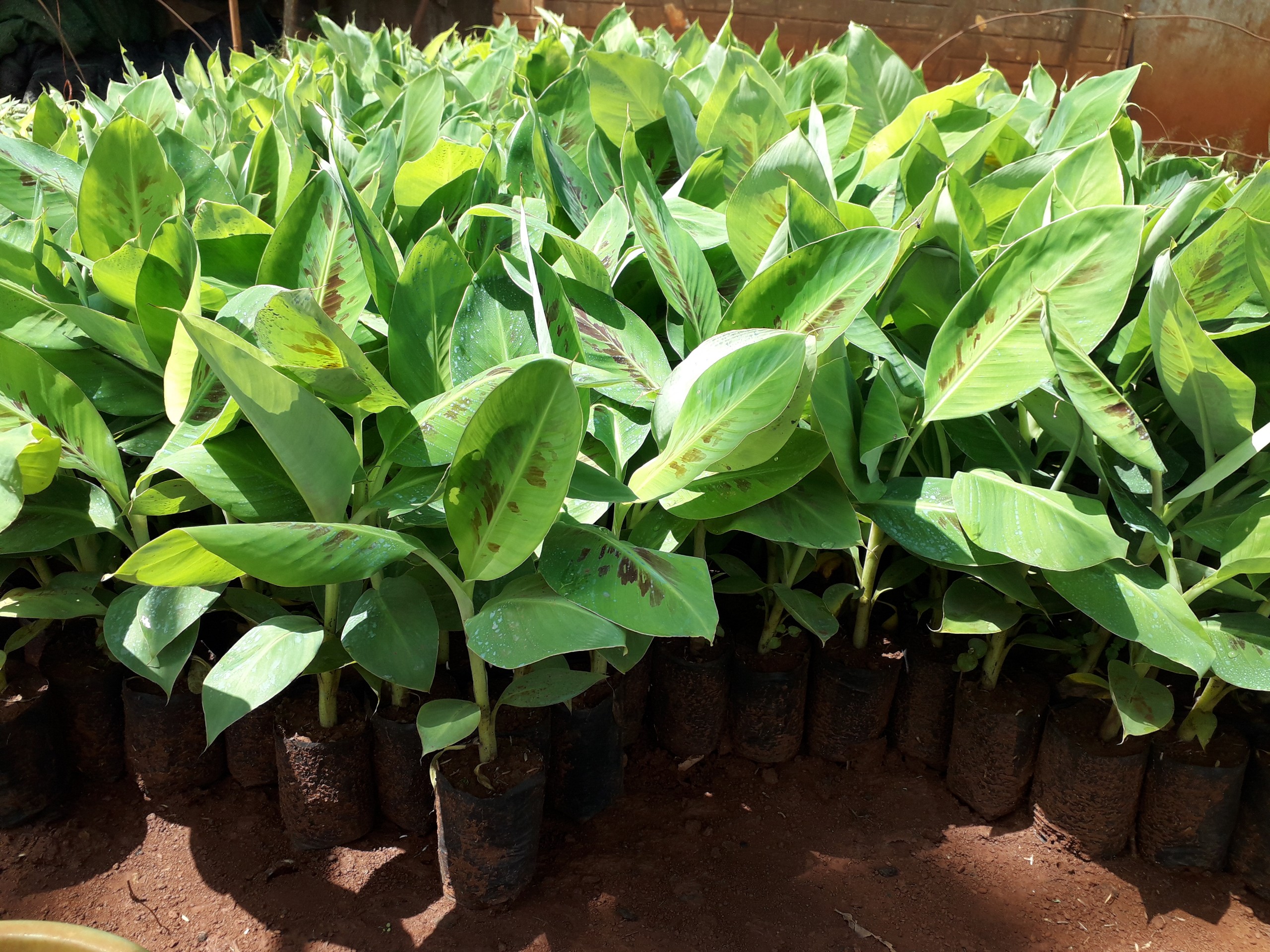 CÂY GIỐNG CHUỐI NÀNG TIÊN [ Cây đẹp khỏe cao trên 50 cm ] [ GIAO HÀNG NHANH ]