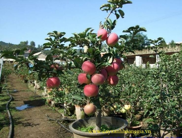 "Gói 10 Hạt " Hạt giống táo lùn  Mỹ