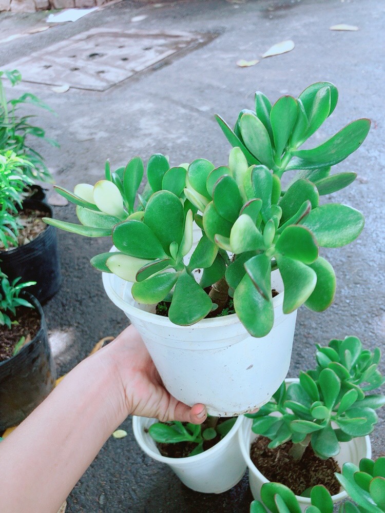 [HCM]Cây Ngọc Bích