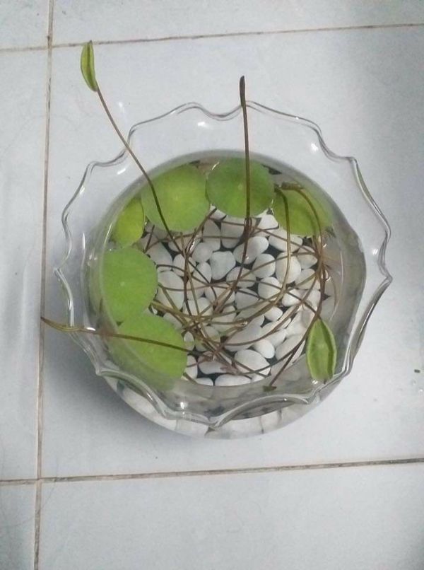 Hạt Giống Sen Nhật Mini Gói 10 Hạt