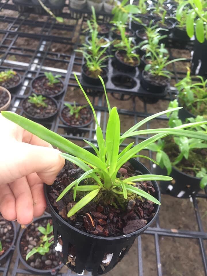 Kiếm xanh huế gieo hạt