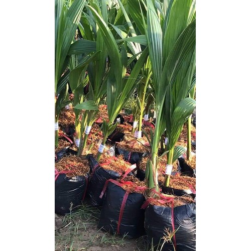 DỪA LỬA CÂY GIỐNG+ Tặng 500g phân hữu Thỏ hữu cơ