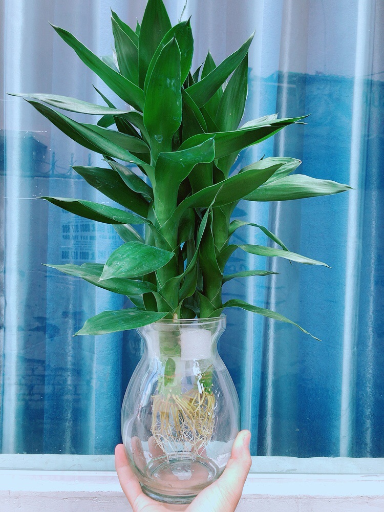 Chậu Phát Tài Búp Sen