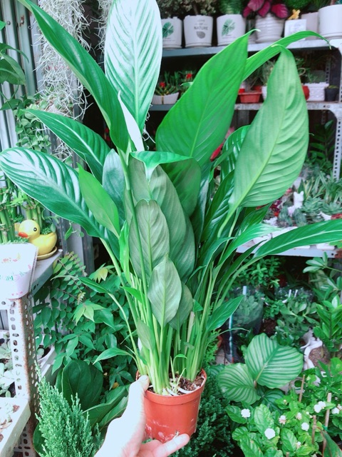 Chậu Cây Lan Ý Thuỷ Sinh (có kèm chậu thuỷ tinh)