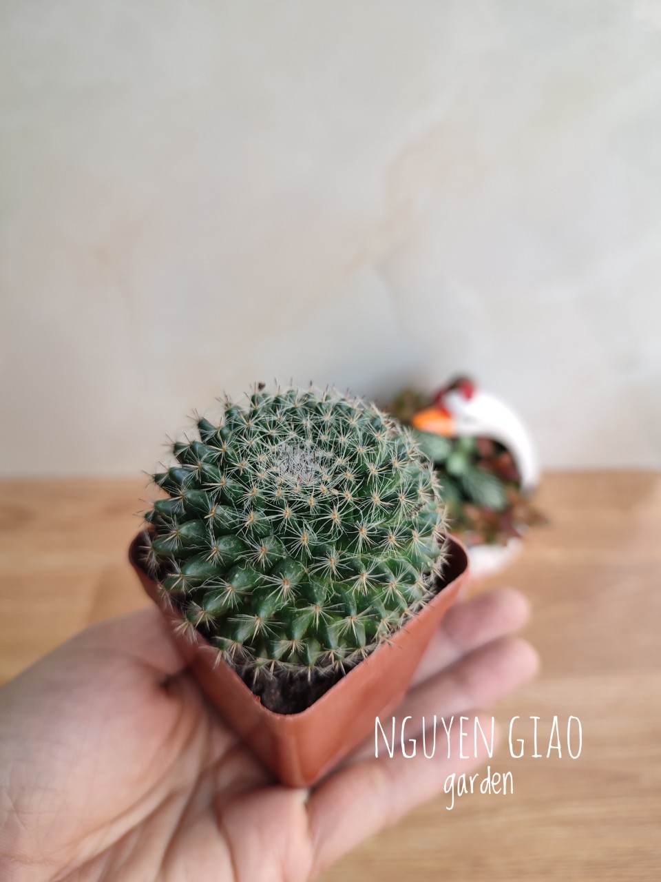 Cây xương rồng bánh sinh nhật mini