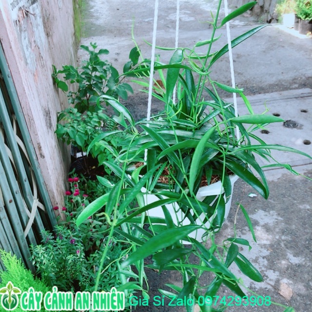 Chậu cây trúc leo