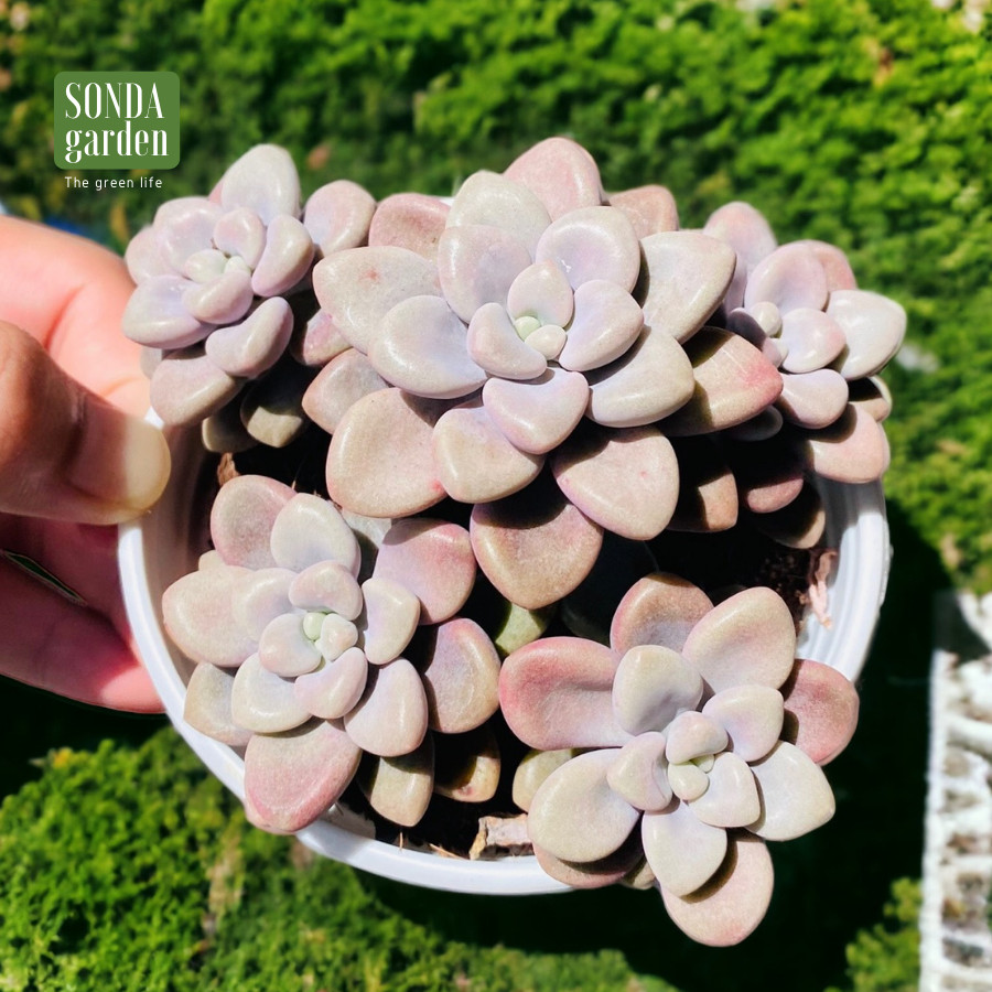 SEN ĐÁ SỎI HƯỜNG SIZE TRUNG BÌNH, LỖI 1 ĐỔI 1