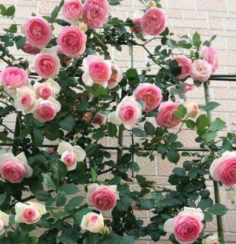 Hạt giống hoa hồng leo Pháp - Gói 15 hạt