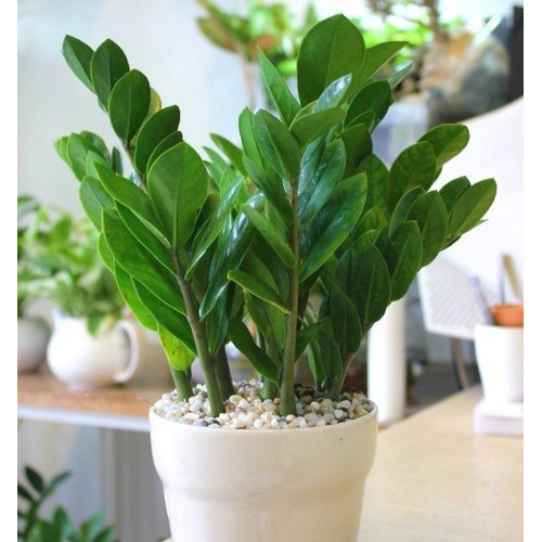 cây KIM TIỀN gửi đi nguyên chậu tặng kèm PHÂN SIÊU LÂN giúp cây xanh lá, sinh trưởng và phát triển tốt.