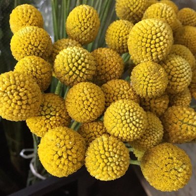 [HCM]Gói 20  hạt giống hoa Cúc Nút Áo Vàng