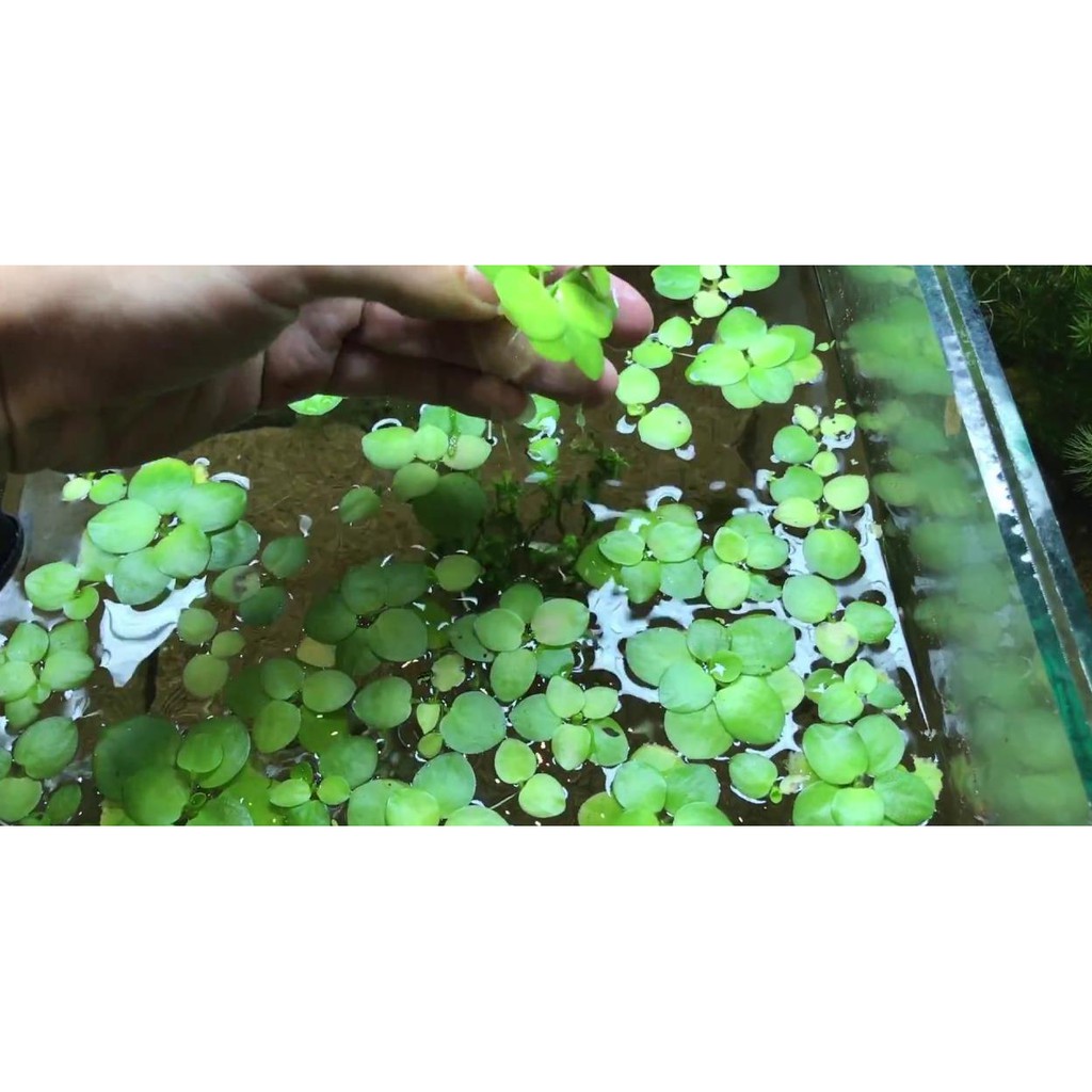 Bèo Nhật Thủy Sinh 10 Cây
