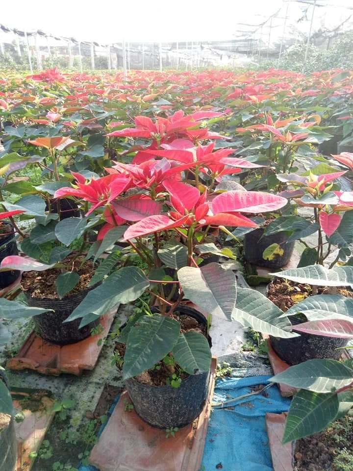 CÂY HOA TRẠNG NGUYÊN