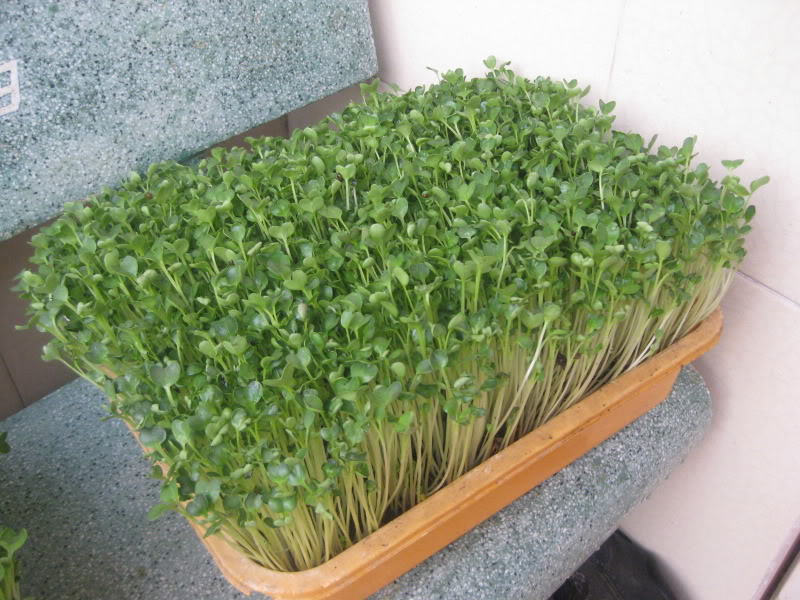 [HCM]Đất Trồng Rau Hữu Cơ ORGANIC SOIL (20dm3)