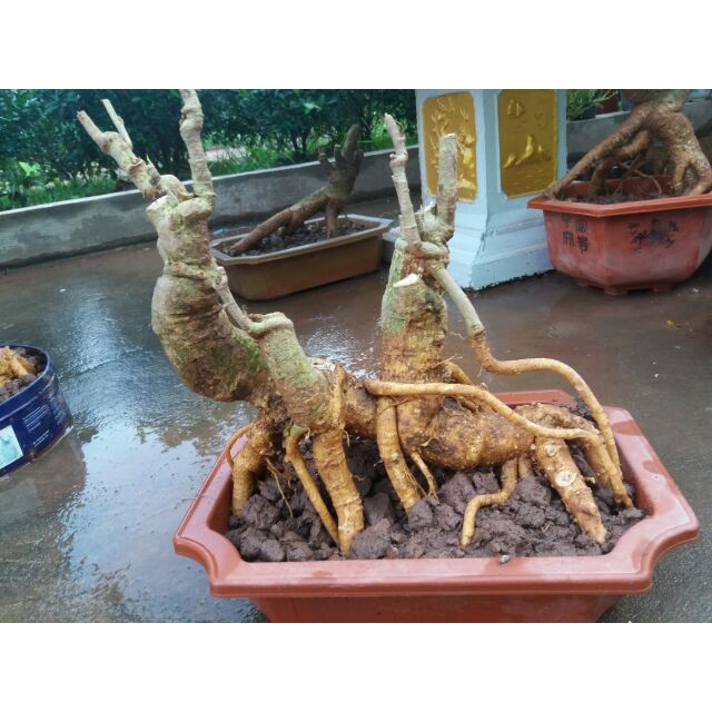 Đinh Lăng Bonsai - Đinh Lăng nếp (lá nhỏ)