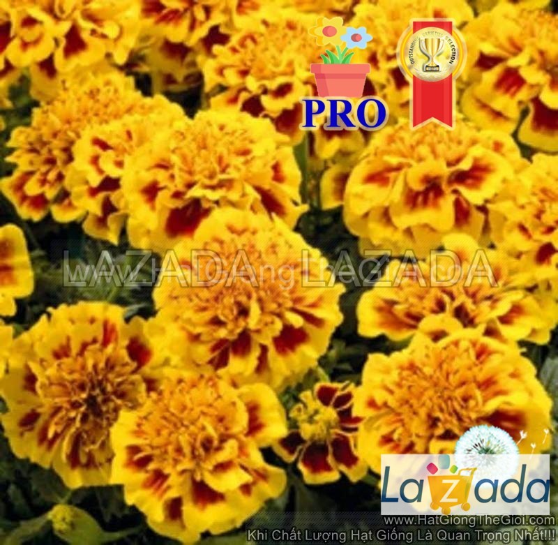 3gr 1000.hạt hạt giống hoa cúc vạn thọ ban mai f1pro 20cm tg170