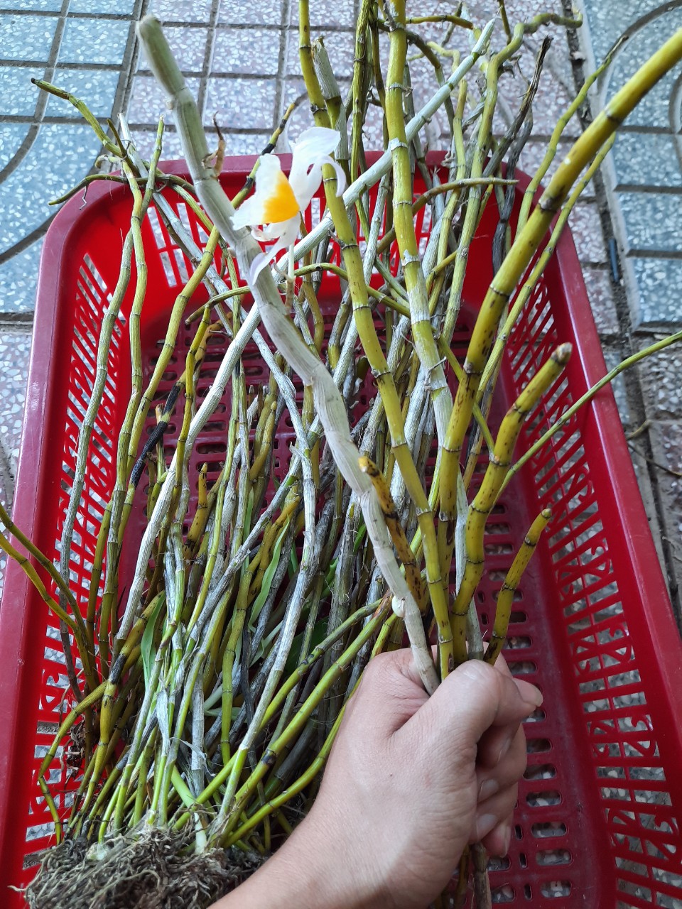 lan rừng ngọc thạch 3 màu 0,5 kg 75k(hàng xuống lá)
