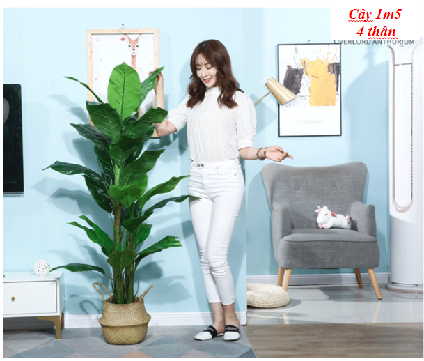 Cây Chuối Lớn Cảnh