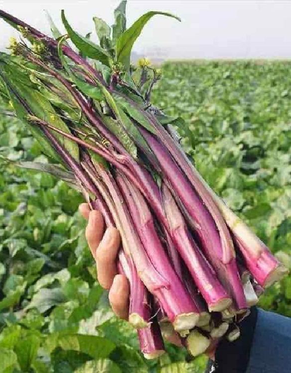 "Gói 5Gr Hạt " Hạt giống rau cải ngồng đỏ