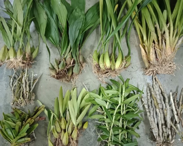 Combo 10 loại lan rừng
