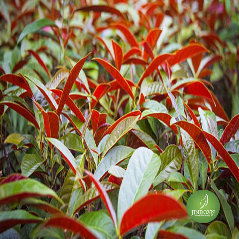 Đơn lá đỏ (1kg khô) - LV150