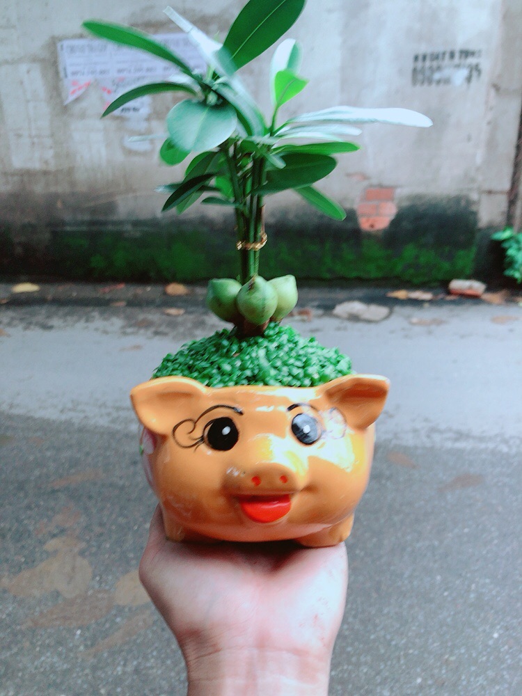 Chậu May Mắn Tài Lộc