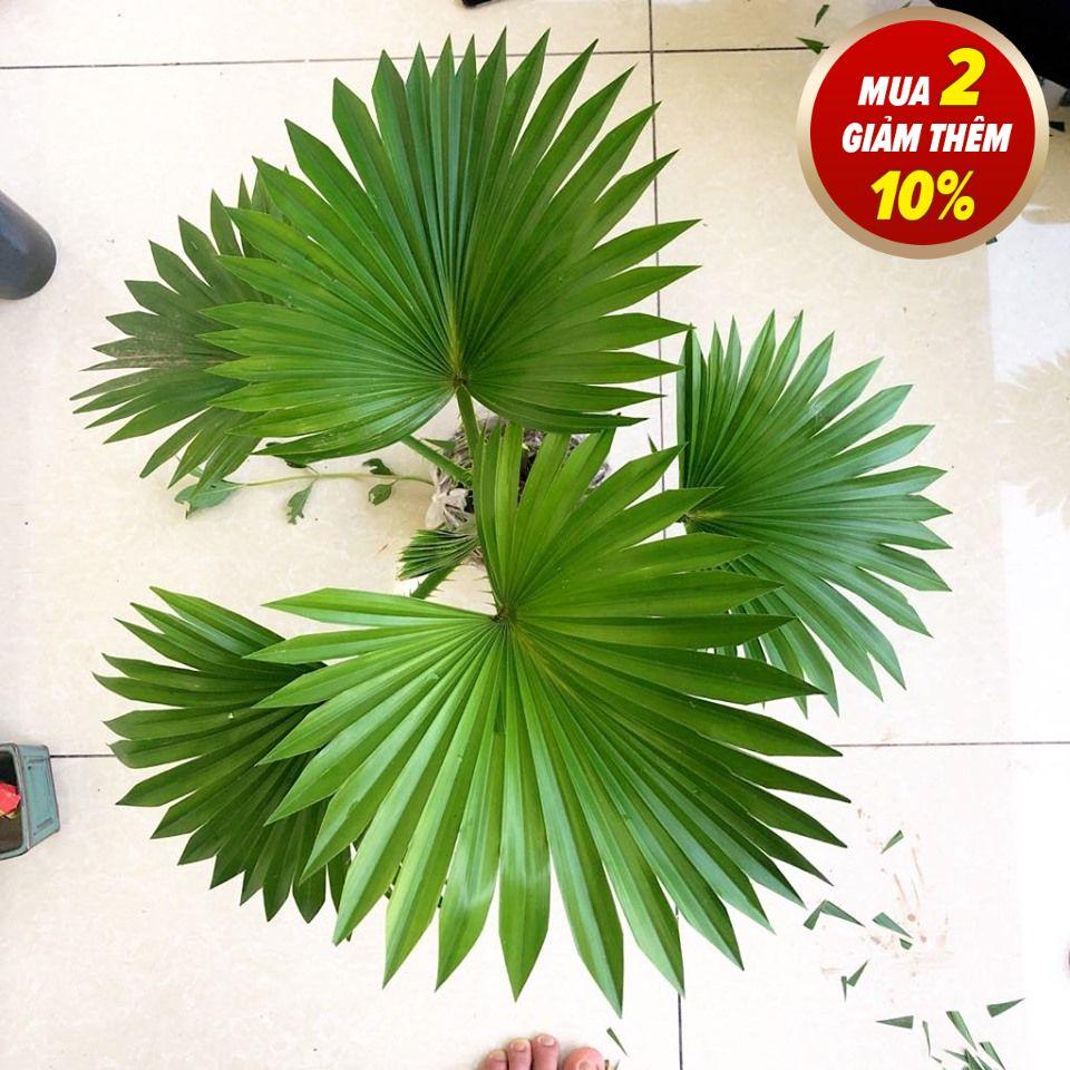 Cây cọ nhật