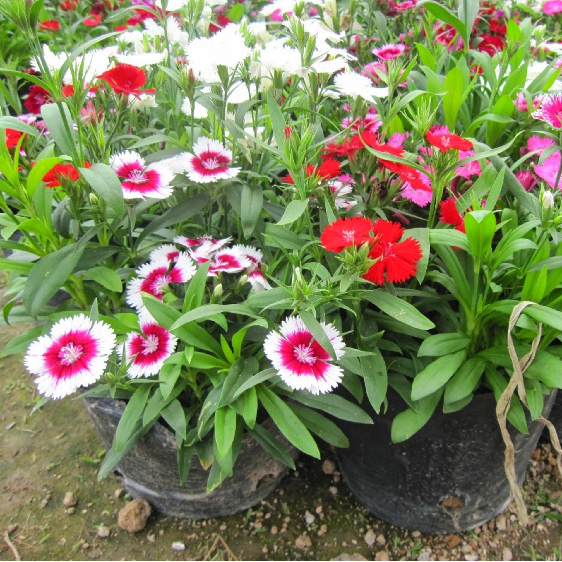 100 Hạt giống Cẩm chướng đơn mix