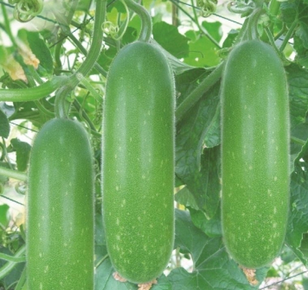 Hạt Giống Bí Xanh Đài Loan tặng kèm kích mầm