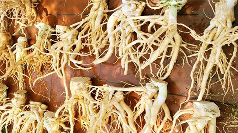 [HCM]Củ đinh lăng tươi 1kg