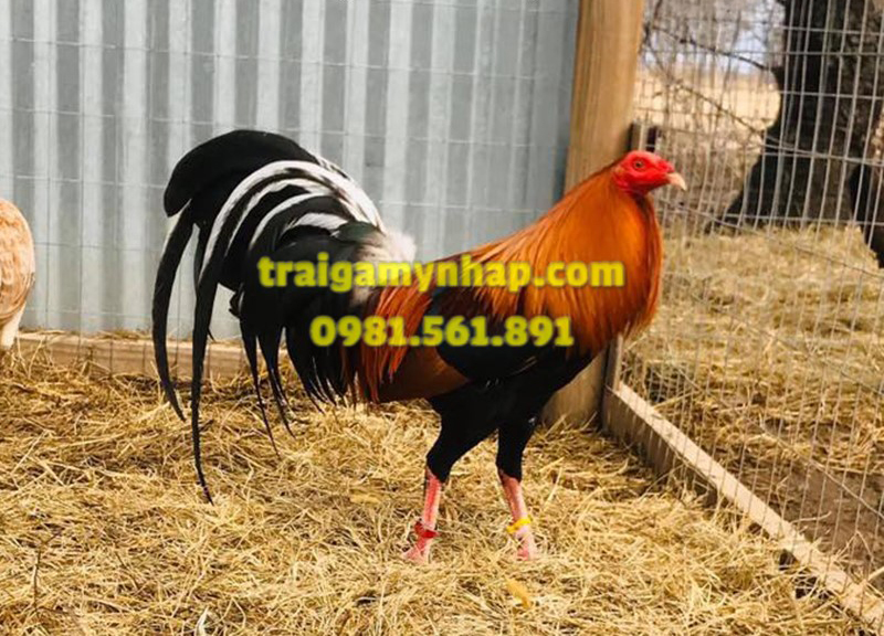 10 Trứng Gà Asil Mỹ