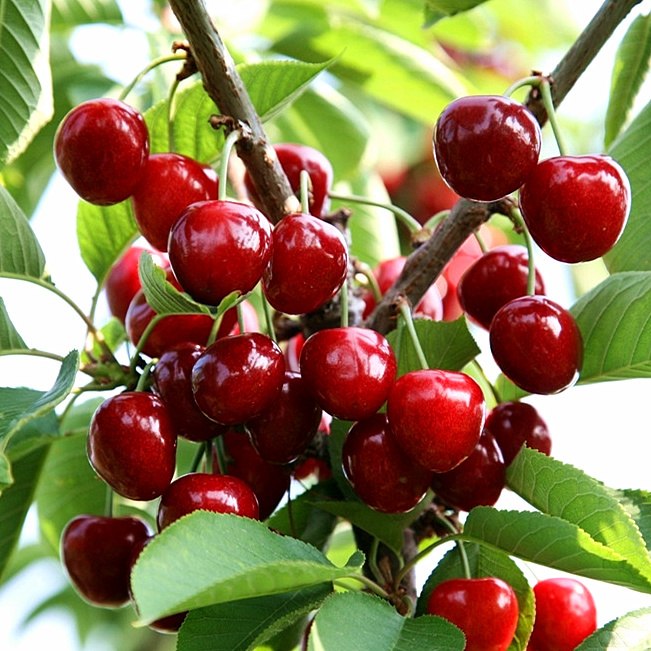 Hạt Giống Cây Cherry ( AnhĐào ) F1 CT296 - Gói 10 hạt