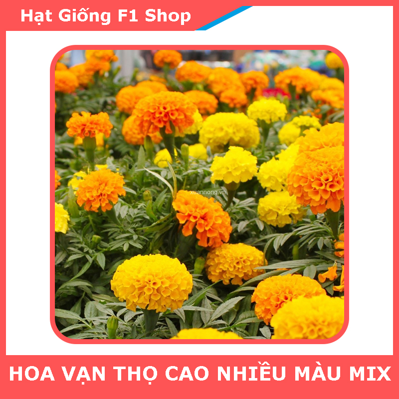 Hạt Giống Hoa Vạn Thọ Cao Nhiều Màu Rực Rỡ (036.F1)