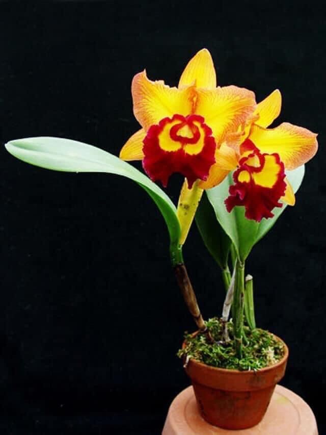 Hoa Lan cát đại(1 khóm)
